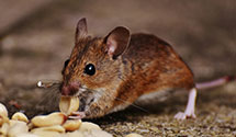 24 Hour & Emergency Exterminators in San Luis, CO